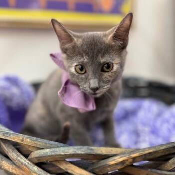 Penelope Von Whiskers -  Dilute Tortoiseshell and Domestic Short Hair Cat for Adoption in Friendswood, Texas - Penelope Von Whiskers | PetCurious