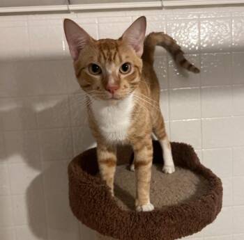 Justice -  Tabby Cat for Adoption in San Juan Capistrano, California - Justice | PetCurious