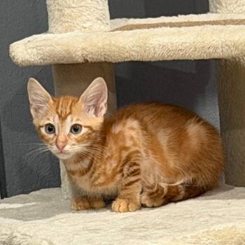 Thumberto -  Domestic Short Hair and Extra Toes Cat Hemingway Polydactyl Cat for Adoption in NEW PT RICHEY, Florida - Thumberto | PetCurious