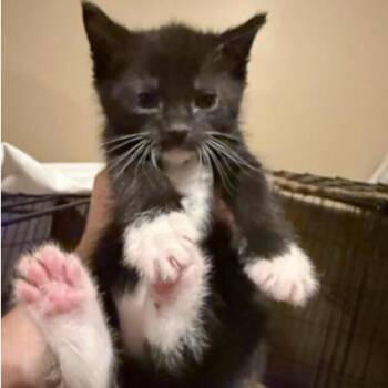 Bowie Lichens -  Domestic Short Hair Cat for Adoption in Woodstock, Virginia - Bowie Lichens | PetCurious
