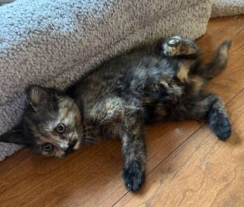 Domestic Short Hair Cats Available for Adoption in Williamsville, New York - Virginia | PetCurious