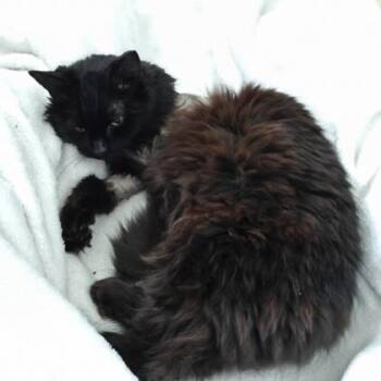 Domestic Short Hair Cats Available for Adoption in West Chester, Pennsylvania - Midnight | PetCurious