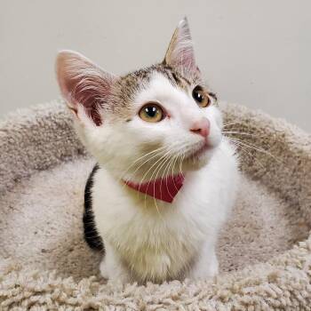 Chandra -  Domestic Short Hair Cat for Adoption in Carmel, Indiana - Chandra | PetCurious