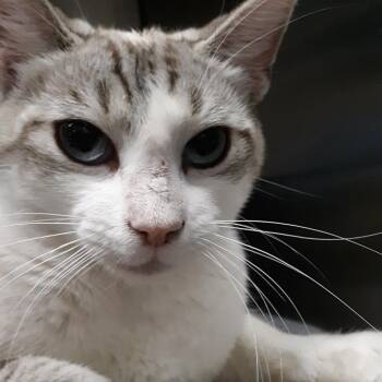 Tansy -  Siamese Cat for Adoption in Spokane, Washington - Tansy | PetCurious