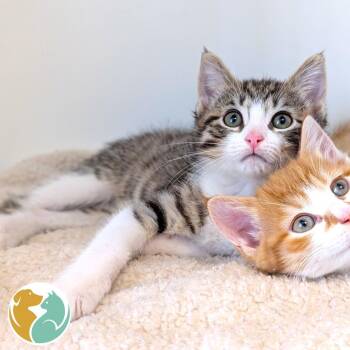 Domestic Short Hair Cats Available for Adoption in Toledo, Ohio - Squidward | PetCurious