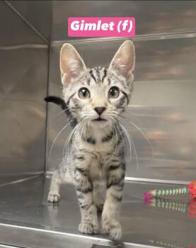 Gimlet -  Domestic Short Hair Cat for Adoption in Montville, New Jersey - Gimlet | PetCurious