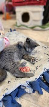 Russian Blue Cats Available for Adoption - Albert | PetCurious