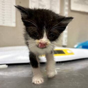 Harbor -  Domestic Short Hair Cat for Adoption in Yuma, Arizona - Harbor | PetCurious