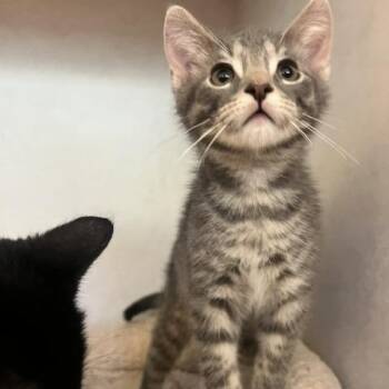 Asher -  Domestic Short Hair Cat for Adoption in Dayton, Ohio - Asher | PetCurious