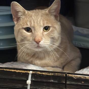 Domestic Short Hair Cats Available for Adoption - Chuck Norris | PetCurious