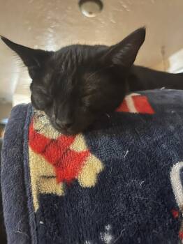 Rescue Domestic Short Hair Cats for Adoption in Lone Oak, Texas - Hex | PetCurious