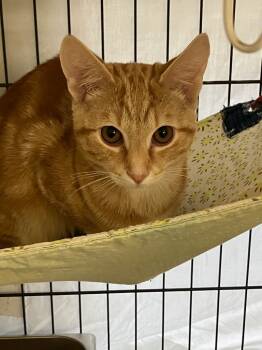 Rescue Domestic Short Hair Cats for Adoption in Lunenburg, Massachusetts - Chewpawcca | PetCurious