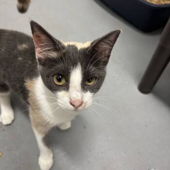 Rescue Domestic Short Hair Cats for Adoption in Enterprise, Alabama - Endive | PetCurious