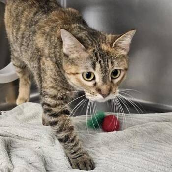 Little Miss Muffet -  Domestic Short Hair Cat for Adoption in Schenectady, New York - Little Miss Muffet | PetCurious