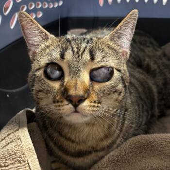 Rescue Domestic Short Hair Cats for Adoption in Orlando, Florida - Nyx | PetCurious