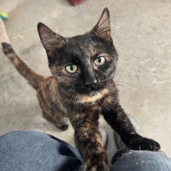 Tortoiseshell Cats Available for Adoption in Bonners Ferry, Idaho - Jet | PetCurious