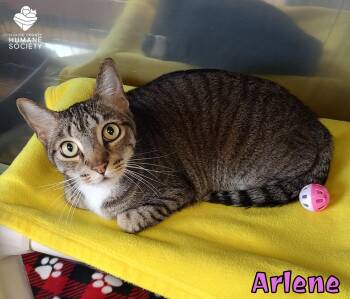 Domestic Short Hair Cats Available for Adoption in Heath, Ohio - Arlene | PetCurious