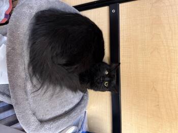 Rescue Maine Coon Cats for Adoption in Fresno, California - Stormy | PetCurious