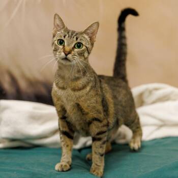 Maye -  Domestic Short Hair Cat for Adoption in St. Cloud, Florida - Maye | PetCurious