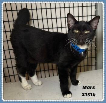 MARS -  Domestic Short Hair and Tuxedo Cat for Adoption in Marietta, Georgia - MARS | PetCurious