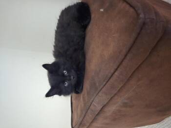 Prada -  Domestic Medium Hair Cat for Adoption in San Diego, California - Prada | PetCurious