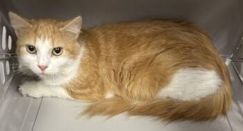 Sf29 Sunkist -  Domestic Short Hair Cat for Adoption in Lawrenceville, Georgia - Sf29 Sunkist | PetCurious