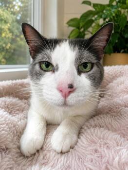 Domestic Short Hair Cats Available for Adoption in Greensburg, Pennsylvania - Granite | PetCurious