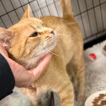 Domestic Short Hair Cats Available for Adoption - Summer | PetCurious