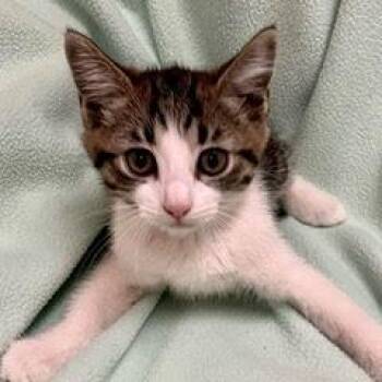 Rescue Tabby Cats for Adoption in Green Valley, Arizona - Tumbelina | PetCurious