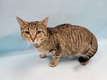 Gizmo -  Domestic Short Hair Cat for Adoption in Minneapolis, Minnesota - Gizmo | PetCurious