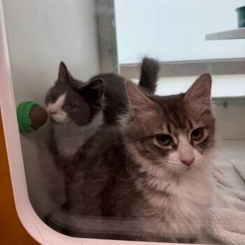 Einstein -  Domestic Short Hair Cat for Adoption in Branford, Connecticut - Einstein | PetCurious