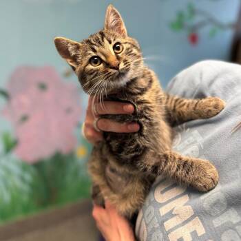 Domestic Short Hair Cats Available for Adoption - Swiss | PetCurious