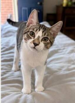 KITTEN PIXIE ROSE -  Tabby Cat for Adoption in Franklin, Tennessee - KITTEN PIXIE ROSE | PetCurious