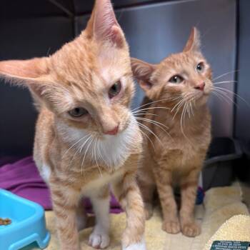 Tango -  Domestic Short Hair Cat for Adoption in East Hanover, New Jersey - Tango | PetCurious