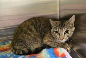 Jazzy -  Domestic Short Hair Cat Available for Adoption in Dickson, Tennessee - Jazzy | PetCurious