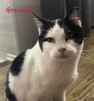 Rescue Domestic Short Hair Cats for Adoption in Aurora, Nebraska - Grandpa | PetCurious