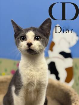 Dior -  Domestic Short Hair Cat for Adoption in Hazlet, New Jersey - Dior | PetCurious