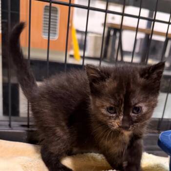Lady Bug -  Domestic Short Hair Cat for Adoption in Tampa, Florida - Lady Bug | PetCurious