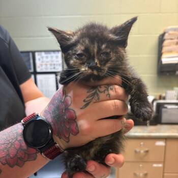 Max -  Domestic Medium Hair Cat for Adoption in Bristol, Indiana - Max | PetCurious