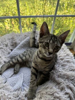 Rescue Tabby and Domestic Short Hair Cats for Adoption in Cincinnati, Ohio - Callisto | PetCurious