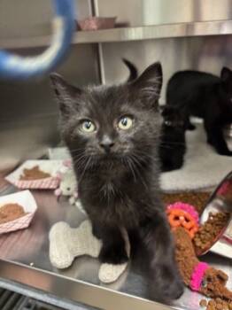 Rescue Domestic Short Hair Cats for Adoption in Everett, Washington - Dracula | PetCurious