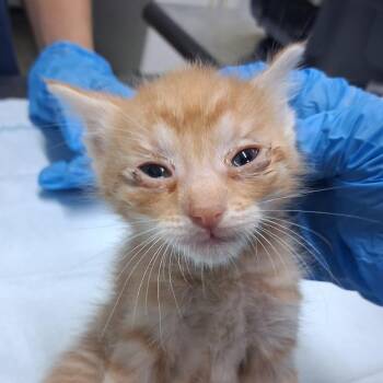 Freddie -  Domestic Short Hair Cat for Adoption in Summerville, South Carolina - Freddie | PetCurious
