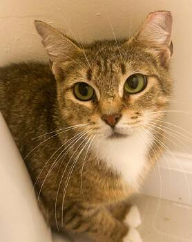 Cora -  Domestic Short Hair Cat for Adoption in Lemoyne, Pennsylvania - Cora | PetCurious
