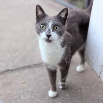 Rescue Domestic Short Hair Cats for Adoption in Little Falls, Minnesota - Janet | PetCurious