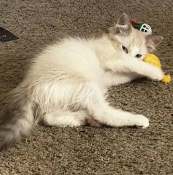 Domestic Medium Hair Cats Available for Adoption in Fruit Heights, Utah - Adam | PetCurious