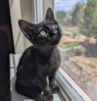 Domestic Short Hair Cats Available for Adoption in Fort Collins, Colorado - Vela | PetCurious