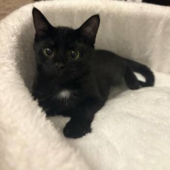 Velvet -  Domestic Short Hair Cat for Adoption in Lancaster, Kentucky - Velvet | PetCurious