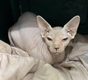 Sphynx Hairless Cat Cats Available for Adoption in Palm City, Florida - Tate | PetCurious