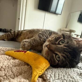 Domestic Short Hair Cats Available for Adoption - Thomas | PetCurious