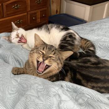 Candace *               (courtesy post) -  Domestic Short Hair and American Shorthair Cat for Adoption in Waynesville, North Carolina - Candace *               (courtesy Post) | PetCurious
